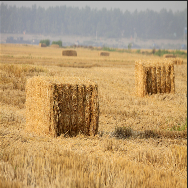 paille de blé pour la production de panneaux de friperie