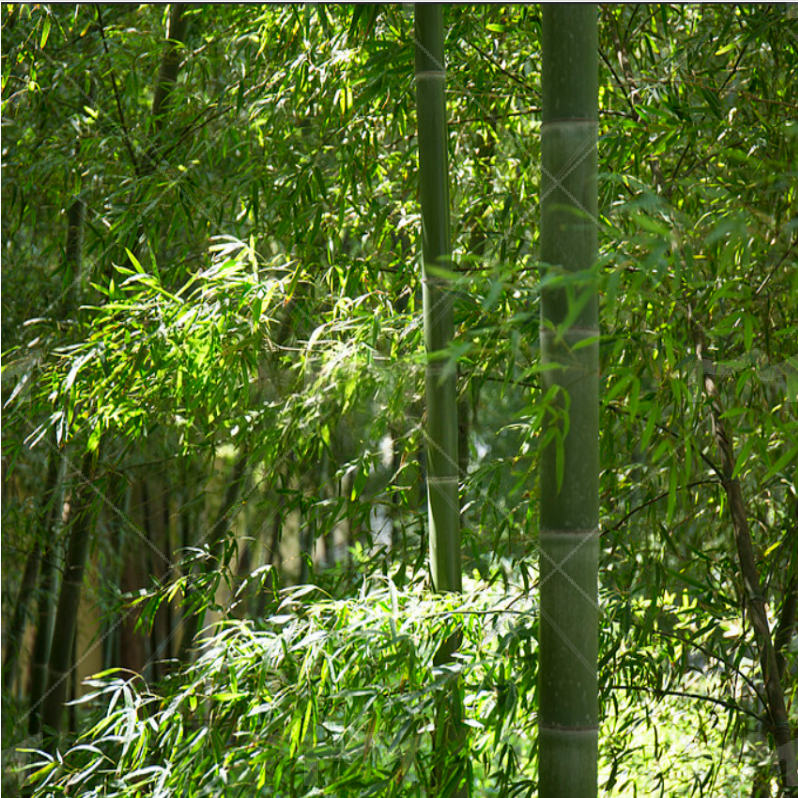 bambou