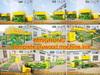 Empileur de placages post-pelage Amarrage direct aucun transfert nécessaire