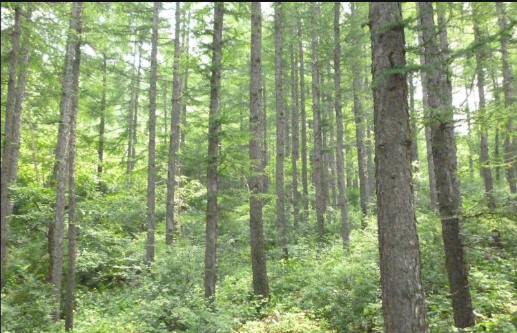 Pine Wood, bois de peuplier pour OSB